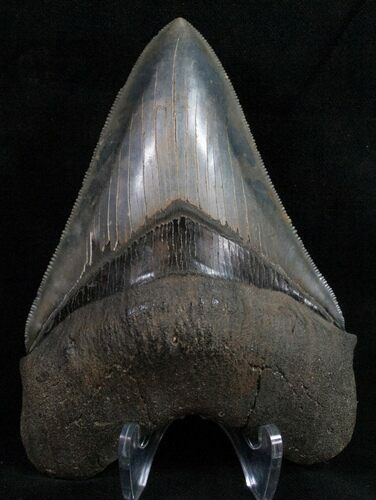 Razor Sharp Megalodon Tooth - South Carolina #10443